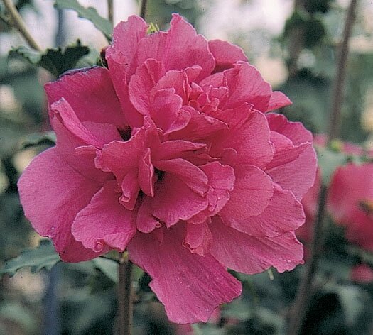 LUCY HIBISCUS STD 135CM