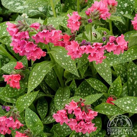 LUNGWORT SHRIMPS ON A BARBIE 1G