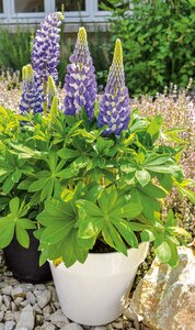 LUPINE GALLERY BLUE 1G