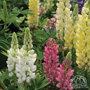 LUPINE GALLERY MIX 1G