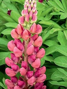 LUPINE GALLERY PINK 1G