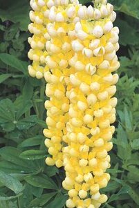 LUPINE GALLERY YELLOW 1G