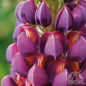 LUPINE MASTERPIECE 1G