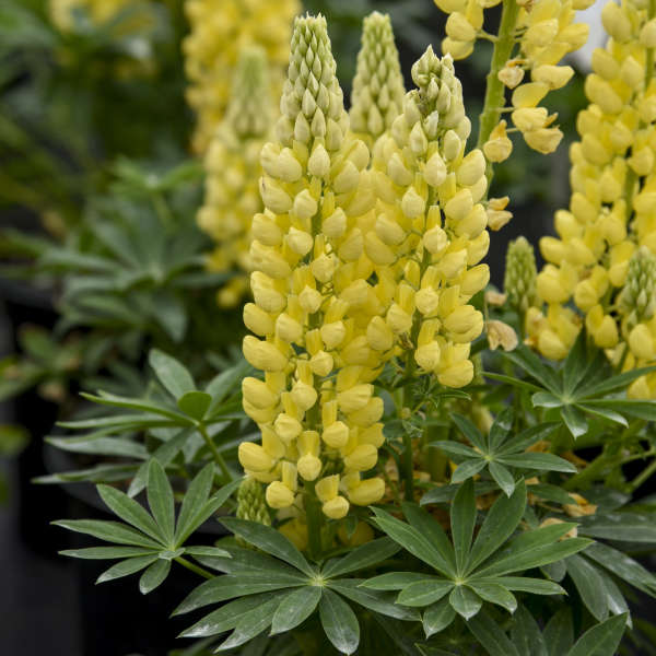 LUPINE MINI GALLERY SERIES YELLOW 1G