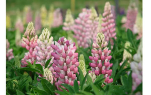 LUPINE PINK BICOLOUR MINI GALLERY 1G