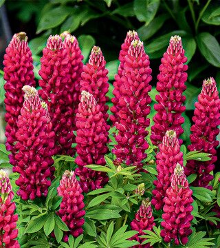 LUPINE RED MINI GALLERY 1G