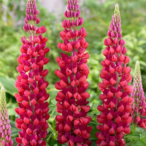 LUPINE RED RUM 1G