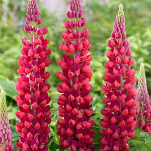 LUPINE RED RUM 1G
