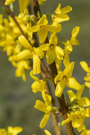 LYNWOOD GOLD FORSYTHIA  40 CM - image 3