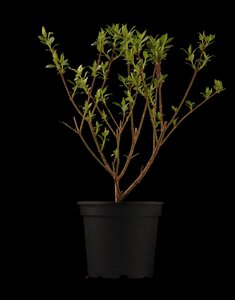 LYNWOOD GOLD FORSYTHIA 40 CM - image 3