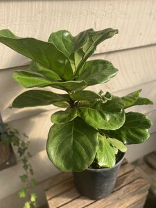 Lyrata Ficus 10"