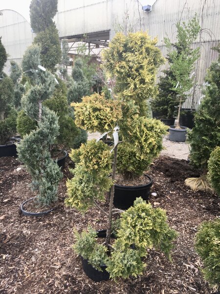 MAC'S GOLDEN JUNIPER POMPOM 120CM