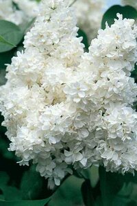 MADAME LEMOINE LILAC 40CM 2G