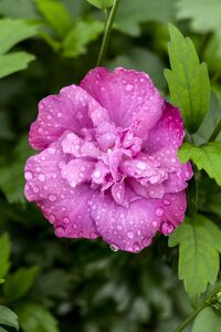 MAGENTA CHIFFON HIBISCUS 2G - image 5