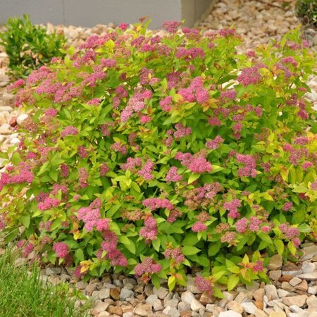 MAGIC CARPET SPIREA 15CM