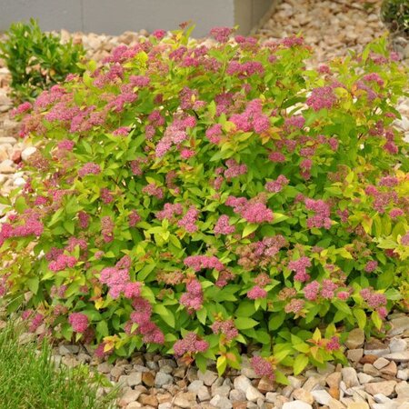 MAGIC CARPET SPIREA 30 CM - image 1