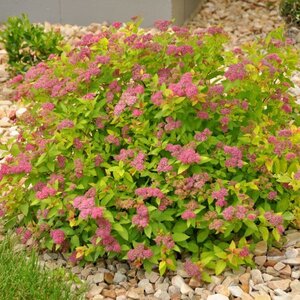 MAGIC CARPET SPIREA 30 CM - image 1