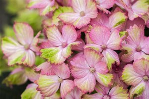 MAGICAL AMETHYST HYDRANGEA 3 GALLON - image 5