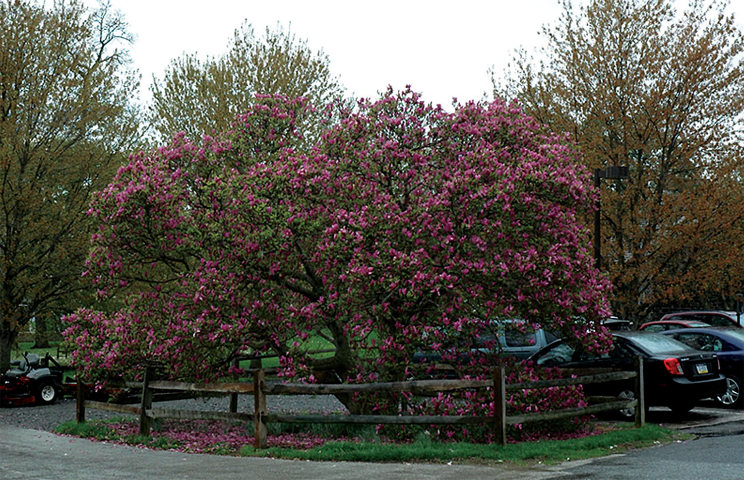 スキー magnolia Saucer Magnolia (tree form) (Magnolia x soulangeana '(tree