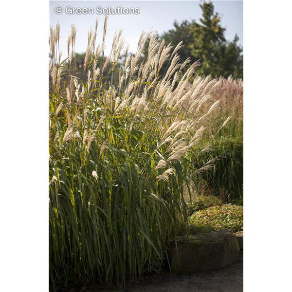 MAIDEN GRASS ADAGIO 5G