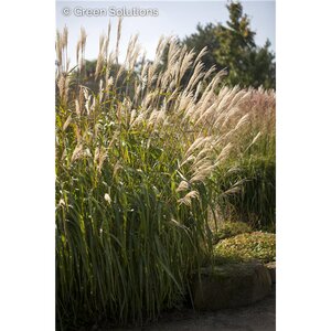 MAIDEN GRASS ADAGIO 5G