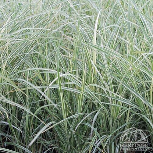 MAIDEN GRASS DIXIELAND 2G