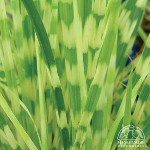MAIDEN GRASS GOLD BAR 1G