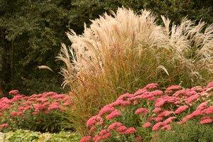 MAIDEN GRASS GRACILLIMUS 2G - image 2