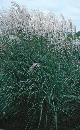 MAIDEN GRASS GRAZIELLA 1G
