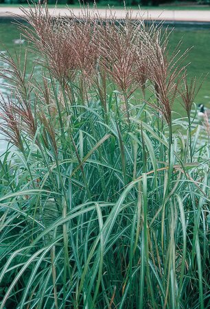 MAIDEN GRASS HURON SUNRISE 1G