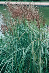MAIDEN GRASS HURON SUNRISE 1G