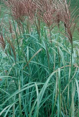 MAIDEN GRASS HURON SUNRISE 5G