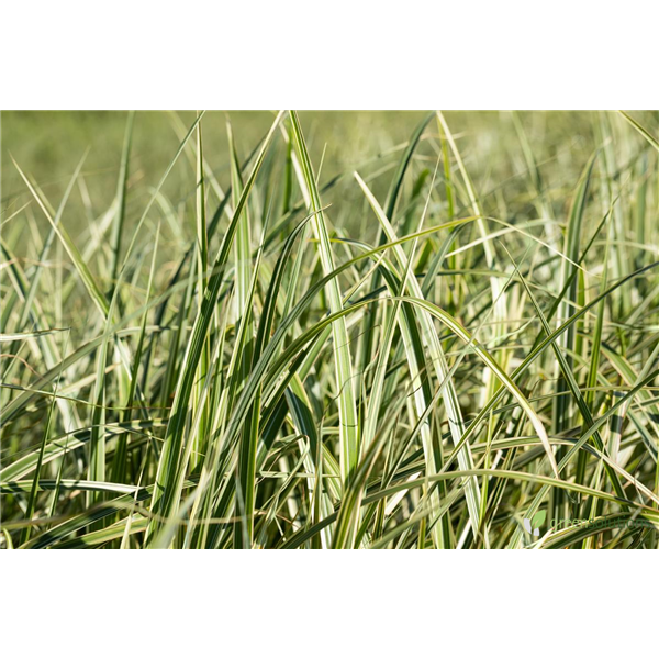 MAIDEN GRASS VARIEGATUS 2G