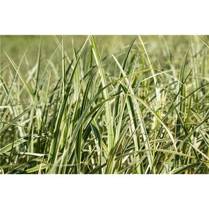 MAIDEN GRASS VARIEGATUS 2G