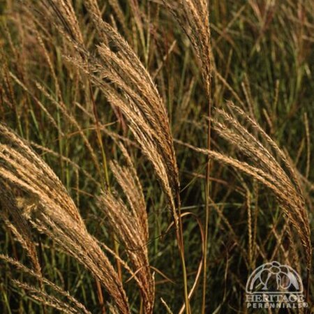 MAIDEN GRASS YAKU JIMA 5G