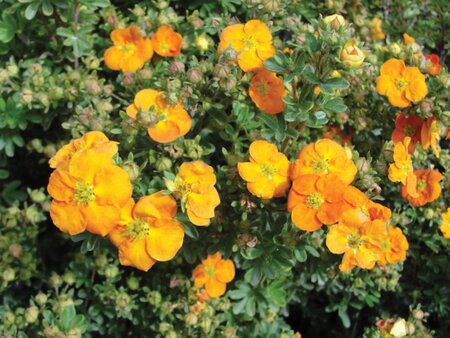 MANDARIN TANGO POTENTILLA 30 CM
