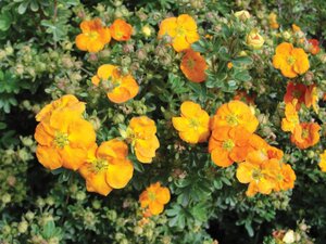 MANDARIN TANGO POTENTILLA 30 CM