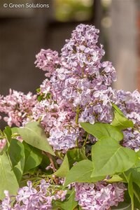 MARIE FRANCES LILAC STD 140CM