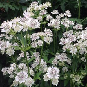 MASTERWORT STAR OF A BILLION 1G