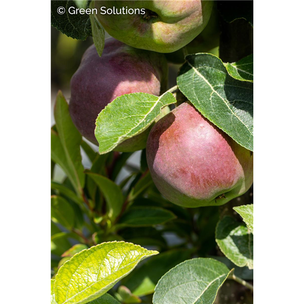 McINTOSH APPLE  150CM