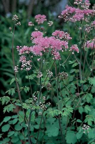 MEADOW RUE (NATIVE) 1G