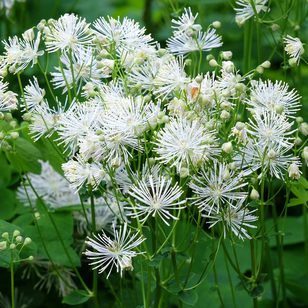 MEADOW RUE NIMBUS WHITE (NATIVE) 1G
