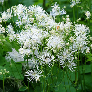 MEADOW RUE NIMBUS WHITE (NATIVE) 1G
