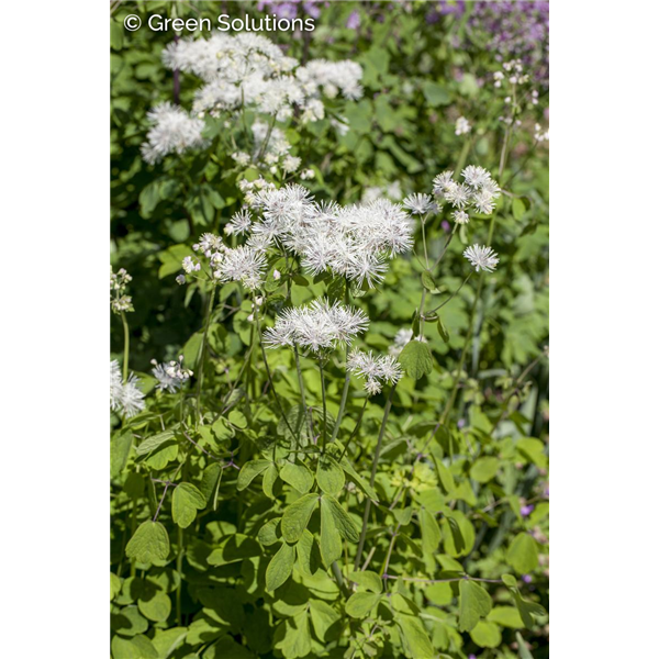 MEADOW RUE NIMBUS WHITE (NATIVE) 2G