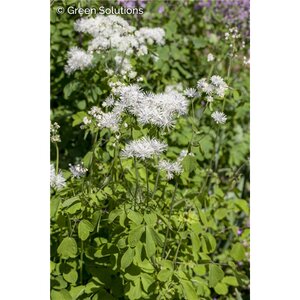 MEADOW RUE NIMBUS WHITE (NATIVE) 2G