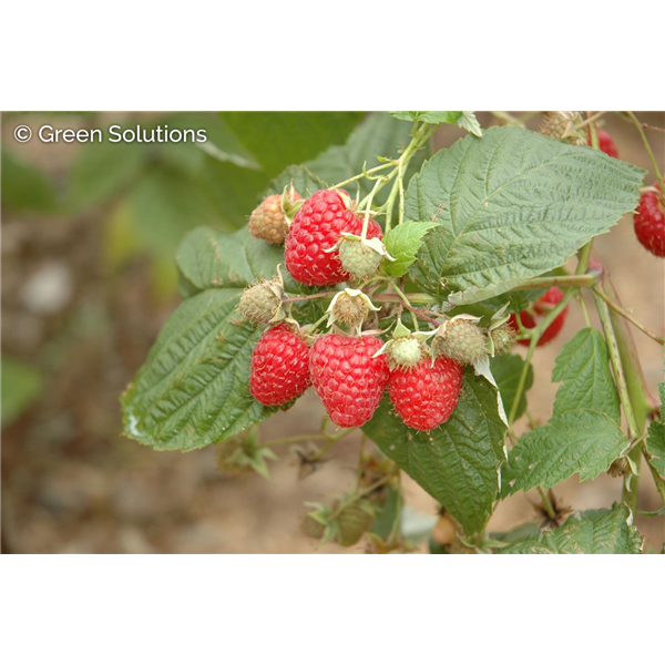 MEEKER RASPBERRY 2G