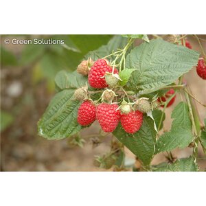 MEEKER RASPBERRY 2G
