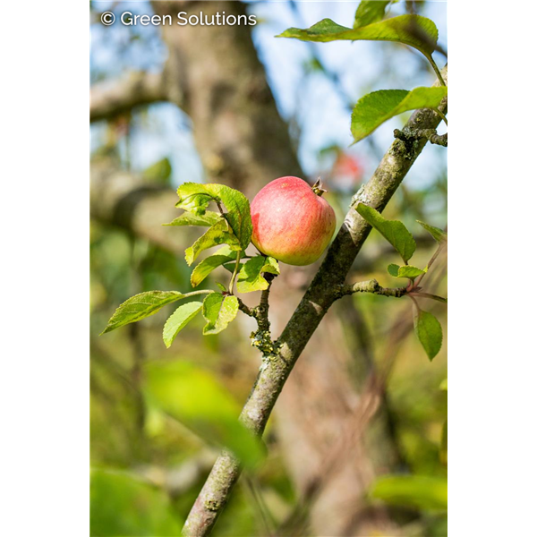 MELROSE APPLE DWARF (M27)
