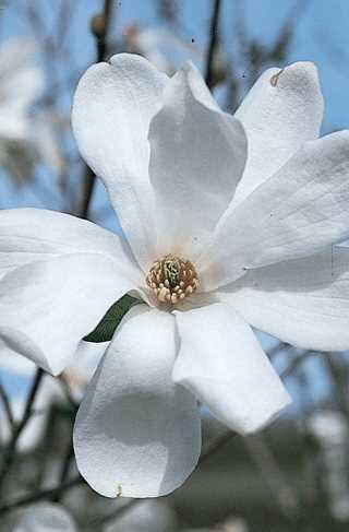 MERRILL MAGNOLIA 90CM