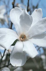 MERRILL MAGNOLIA 90CM